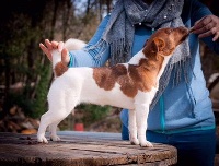 Étalon Jack Russell Terrier - Non stop du Bois de Compiègne