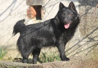 Étalon Schipperke - Ondine de la Tangi Morgane