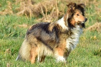 Étalon Shetland Sheepdog - Necy divine princesse Du Val Des Delices De Chimene