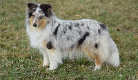 Étalon Shetland Sheepdog - Ouréa dit  bella (Sans Affixe)