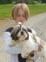 Étalon Shih Tzu - Norton Made In Albizzia