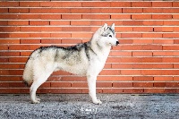 Étalon Siberian Husky - Fado srebro polnocy