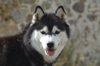 Étalon Siberian Husky - Moka (Sans Affixe)