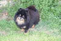 Étalon Spitz allemand - sunny pom Jack daniels to crystal noir