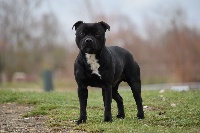 Étalon Staffordshire Bull Terrier - CH. Magnum Des Petits Molosses Bleus