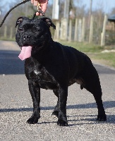 Étalon Staffordshire Bull Terrier - Skillstaff Nelly furtado