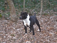 Étalon Staffordshire Bull Terrier - Notorius dhu bufu du clan ' Molotov