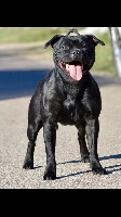 Étalon Staffordshire Bull Terrier - Naya riviera Los Guardianes De La Casa