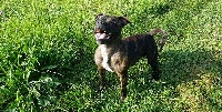 Étalon Staffordshire Bull Terrier - Jewel emerald (Sans Affixe)