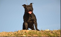 Étalon Staffordshire Bull Terrier - Monster by lgd (Sans Affixe)
