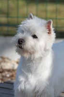 Étalon West Highland White Terrier - Easy Jon's On my way