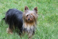 Étalon Yorkshire Terrier - Mystic Domaine le Pin Franc