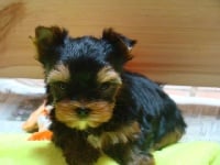 Étalon Yorkshire Terrier - Midnight express du domaine de Vellière