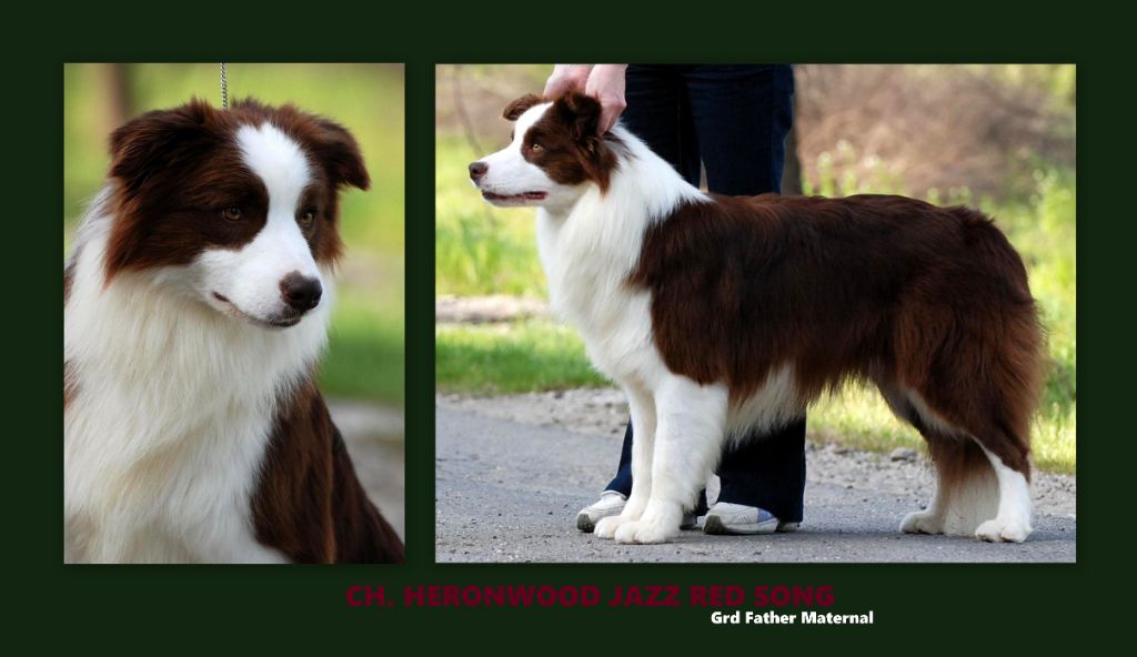 CH. heronwood Jazz red song