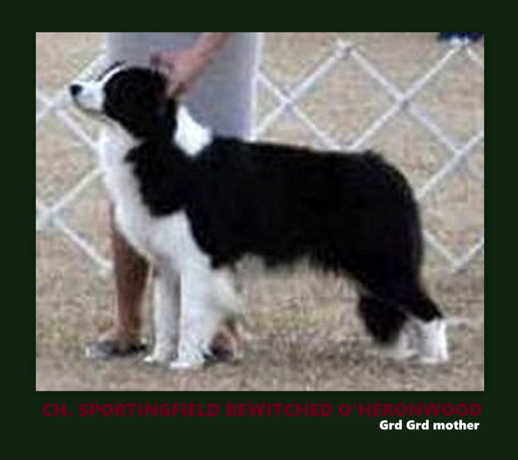 CH. sportingfield Bewitched o'heronwood