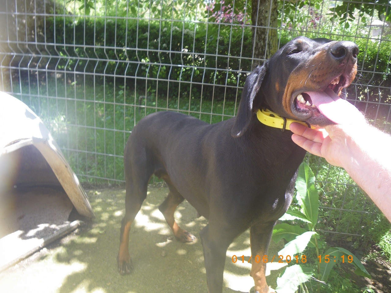 Accueil Elevage De La Dent Dure Eleveur De Chiens Chien