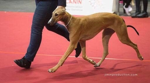 Ovalie red panther des sables d'élodie