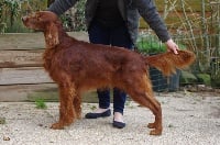 Étalon Setter irlandais rouge - CH. Enjoy little heart De la cour saint florent