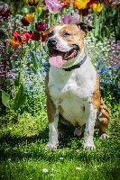 Étalon American Staffordshire Terrier - Vintage Spirit Mister falko
