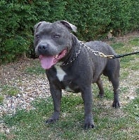 Étalon Staffordshire Bull Terrier - the king of blue Jazz and blue