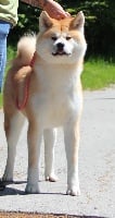 Étalon Akita - Kimiko dida kensha