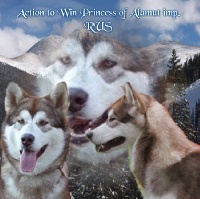 Étalon Alaskan Malamute - CH. action to win Princess of alamut