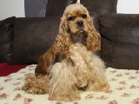 Étalon American Cocker Spaniel - rainbow colors Nausicaa