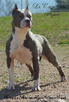 Étalon American Staffordshire Terrier - Madonna blue at flojule prime touch