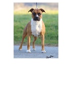 Étalon American Staffordshire Terrier - CH. Thoresteel New generation to winning color