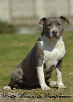 Étalon American Staffordshire Terrier - Pretty woman de campdorcan