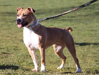 Étalon American Staffordshire Terrier - Originality lady De L'Empreinte De Dog'star