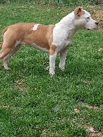 Étalon American Staffordshire Terrier - Miss rhéa Like Royal Pearl