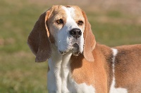 Étalon Beagle - vienna calling Janis joplin