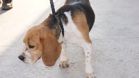Étalon Beagle - Idole Du Col De L'Espinas