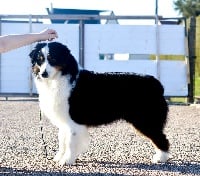 Étalon Berger Australien - CH. somom's The next in line