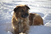 Étalon Berger des Pyrenees à face rase - Louve de la Patonnière
