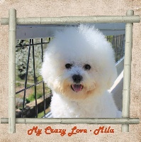 Étalon Bichon Frise - My crazy love - mila De La Clède Champtressac
