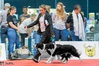 Étalon Border Collie - CH. Never give up Of Pacific Spirit