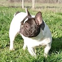 Étalon Bouledogue français - Nafnaf des Gamins de Rubis