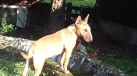 Étalon Bull Terrier - Nice beauty Of Africa Stone