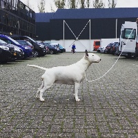Étalon Bull Terrier - Heaven White No doubts