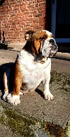 Étalon Bulldog Anglais - Miya Des Bulljack Des Bestfriends