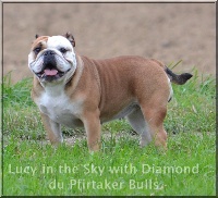 Étalon Bulldog Anglais - Lucy in the sky with diamond du Pfirtaker Bulls