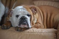 Étalon Bulldog Anglais - Océane Precious Beauty's