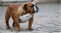 Étalon Bulldog Anglais - Josephine d'Ellendil