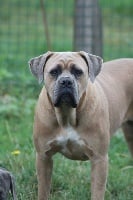 Étalon Cane Corso - Napolitaine des bois de la bro
