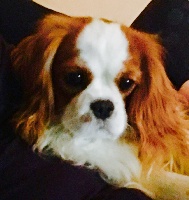 Étalon Cavalier King Charles Spaniel - Julieth de Castelburry