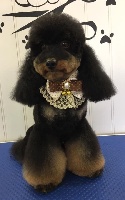 Étalon Chien Particolore à poil frisé - gently born Sweety