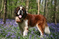 Étalon Chien du Saint-Bernard - CH. Gump (Sans Affixe)