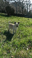 Étalon Chihuahua - Italian playboy